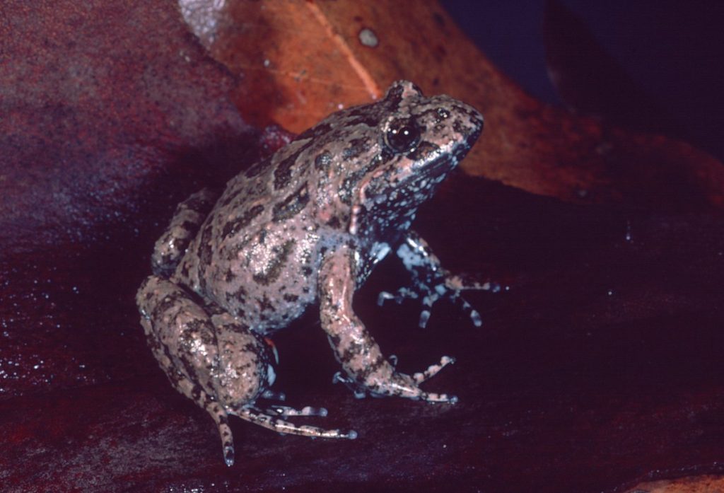 Tusked Frog can be found at Eudlo Creek National Park